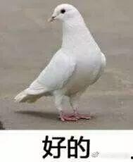 鸽子翻车阿姨爆料视频,揭秘背后惊人真相 第3张 鸽子翻车阿姨爆料视频,揭秘背后惊人真相 第3张